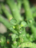 Sivun Euphorbia bisellenbeckii Bruyns kuva