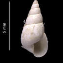 Image of Toledonia parelata Dell 1990