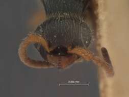 Image of Anisepyris