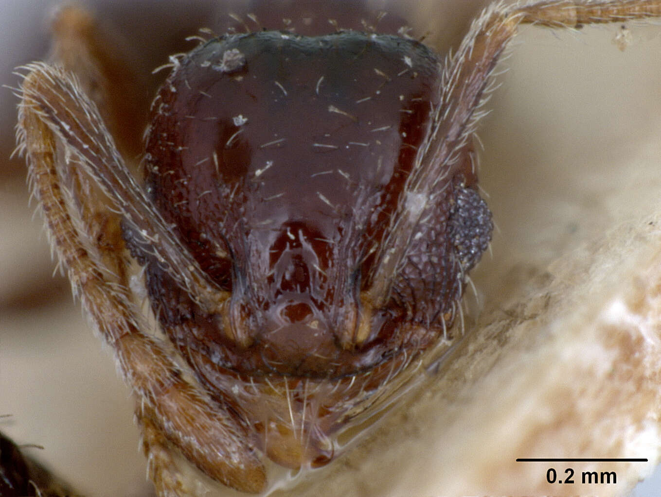 Image of Pheidole ceres tepaneca Wheeler 1914