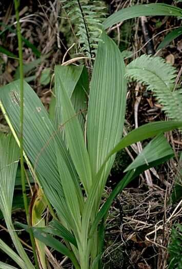 Sivun Spathoglottis plicata Blume kuva