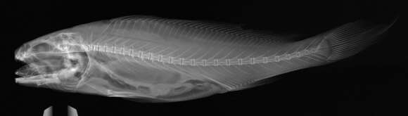 Image of Miichthys