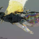 Image of Parasitoid wasp