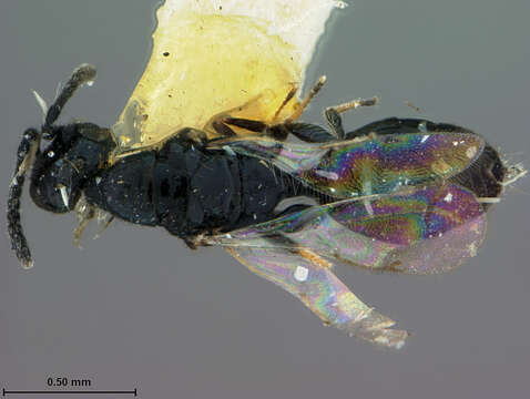 Image of Parasitoid wasp