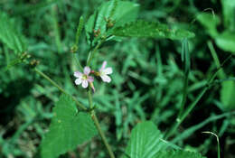 Plancia ëd Melochia pyramidata L.