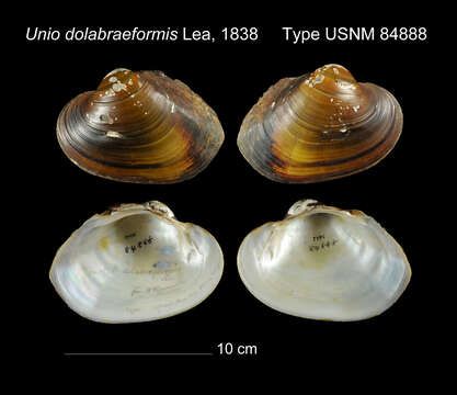 Imagem de Lampsilis dolabraeformis (I. Lea 1838)