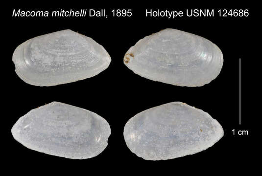 Image of Ameritella mitchelli (Dall 1895)