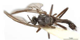 Image of Rhamphomyia parvisinuata Bartak 2002