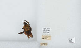 Image of Bombus atripes Smith 1852