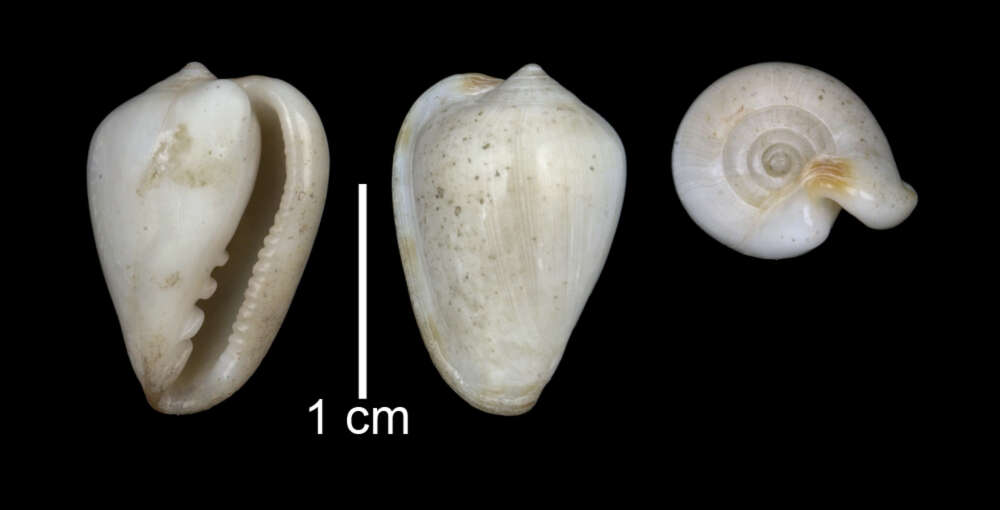 Imagem de Marginella cassis Dall