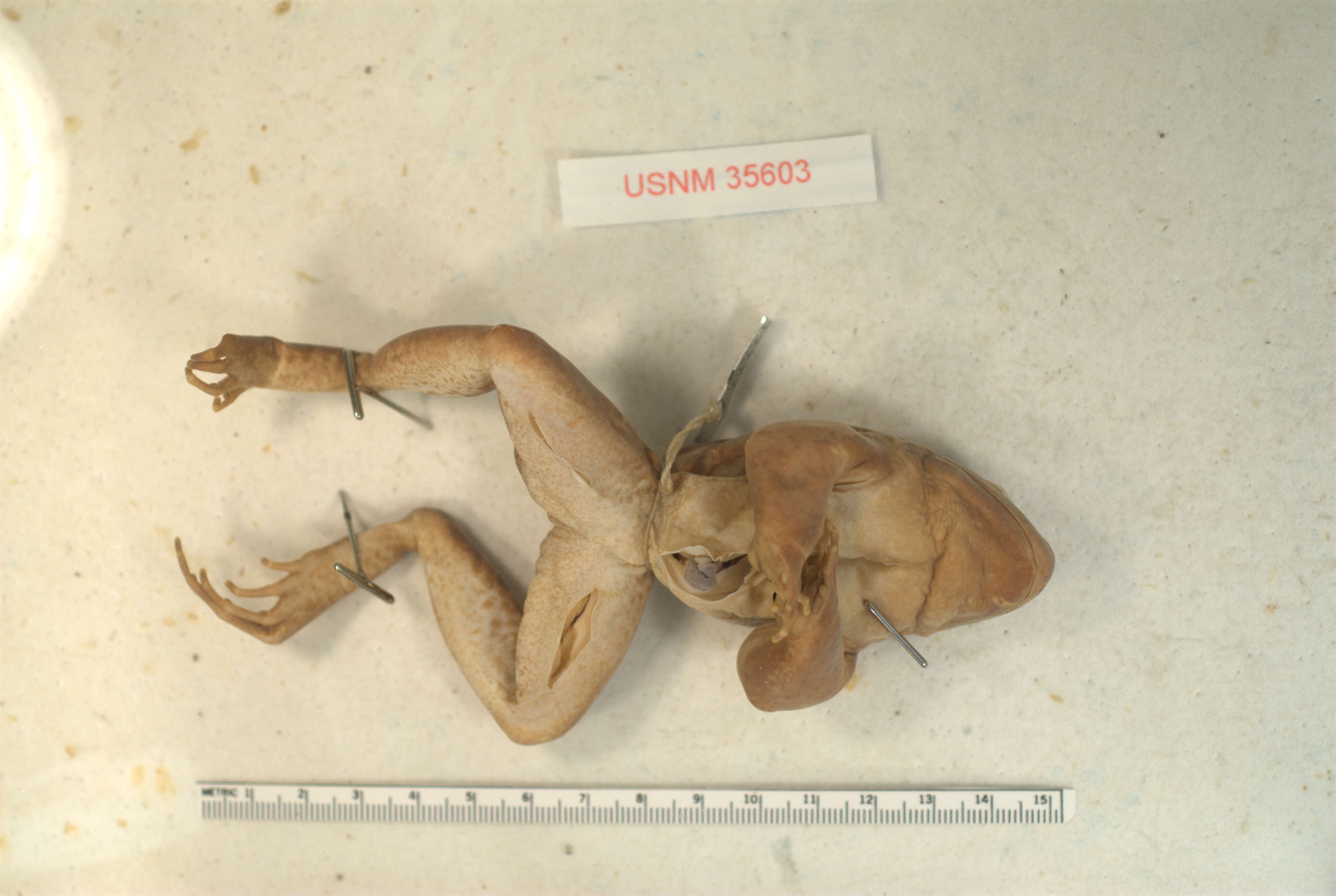 Image of Bolivian White-lipped Frog