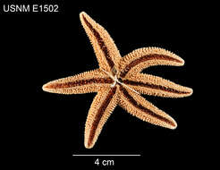 Imagem de Leptasterias (Hexasterias) alaskensis asiatica Fisher 1930