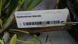 Image of Epidendrum laterale Rolfe