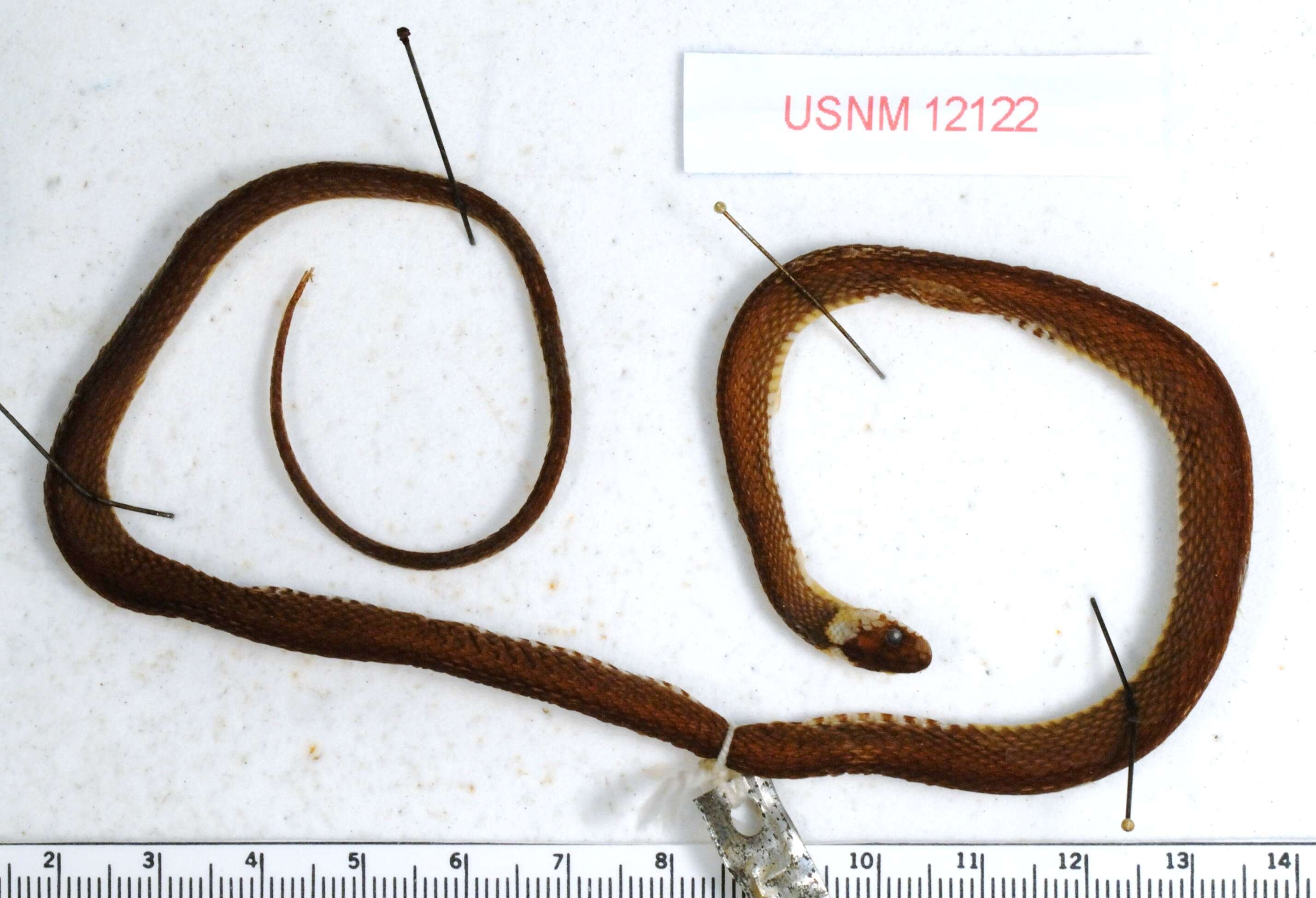 Image of Ringneck Coffee Snake
