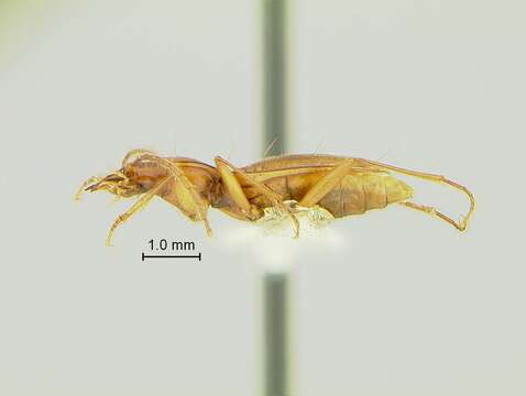 Image of Pseudanophthalmus illinoisensis Barr & Peck 1966