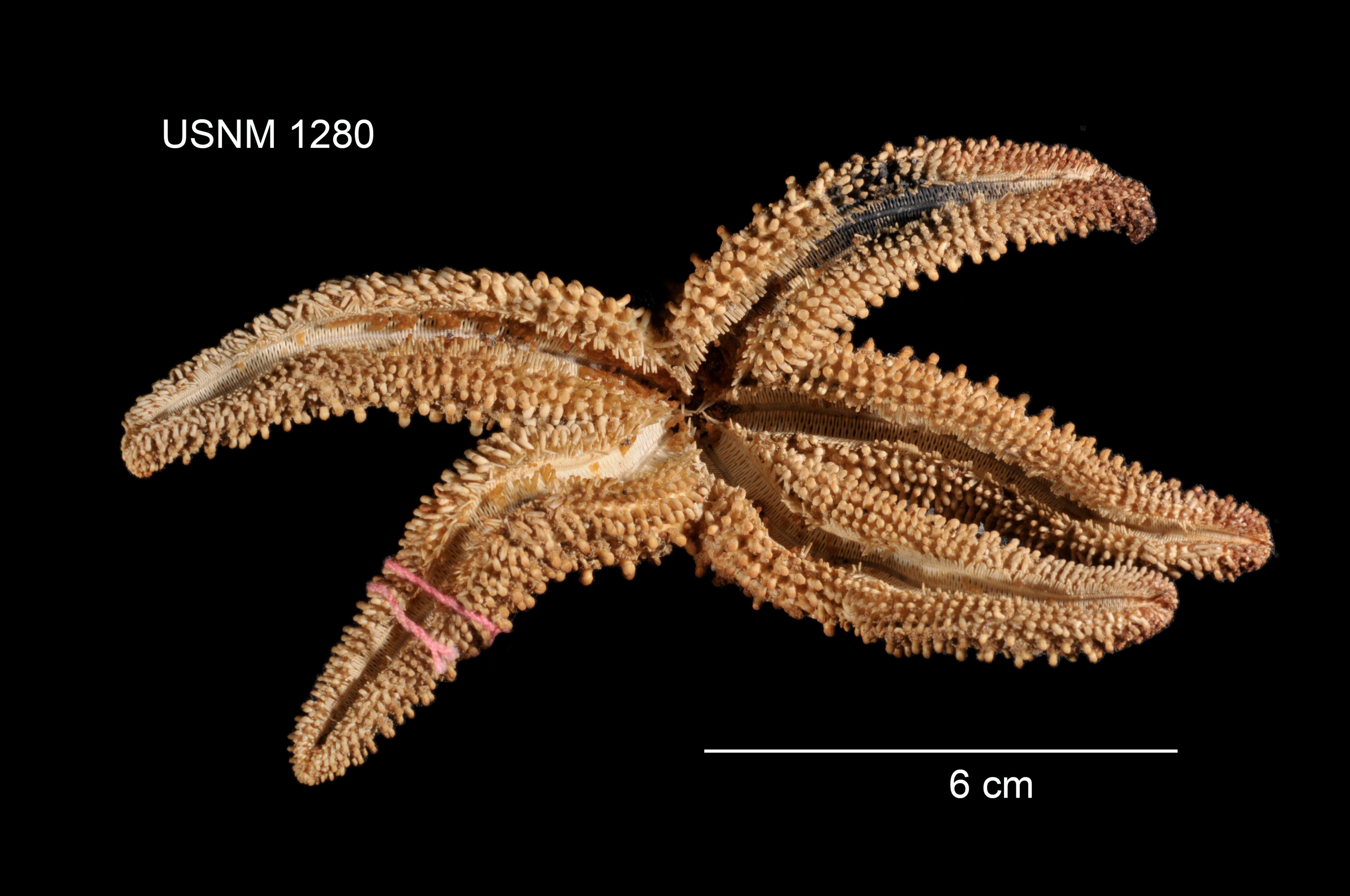 Imagem de Pisaster giganteus (Stimpson 1857)