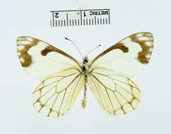 Image of Pieris Hübner 1819