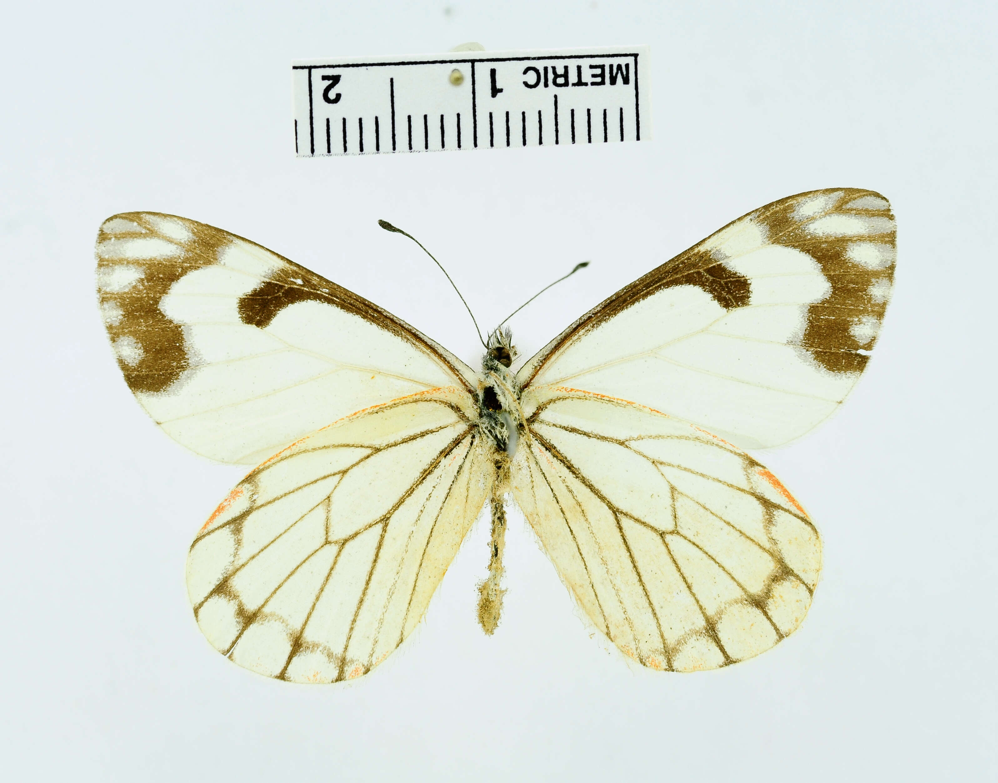 Image of Pieris Hübner 1819