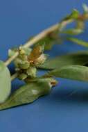 Image of Australian saltbush