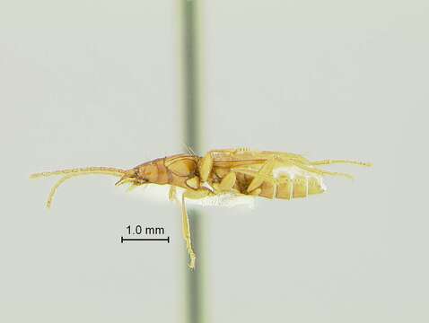 Pseudanophthalmus hadenoecus Barr 1965的圖片