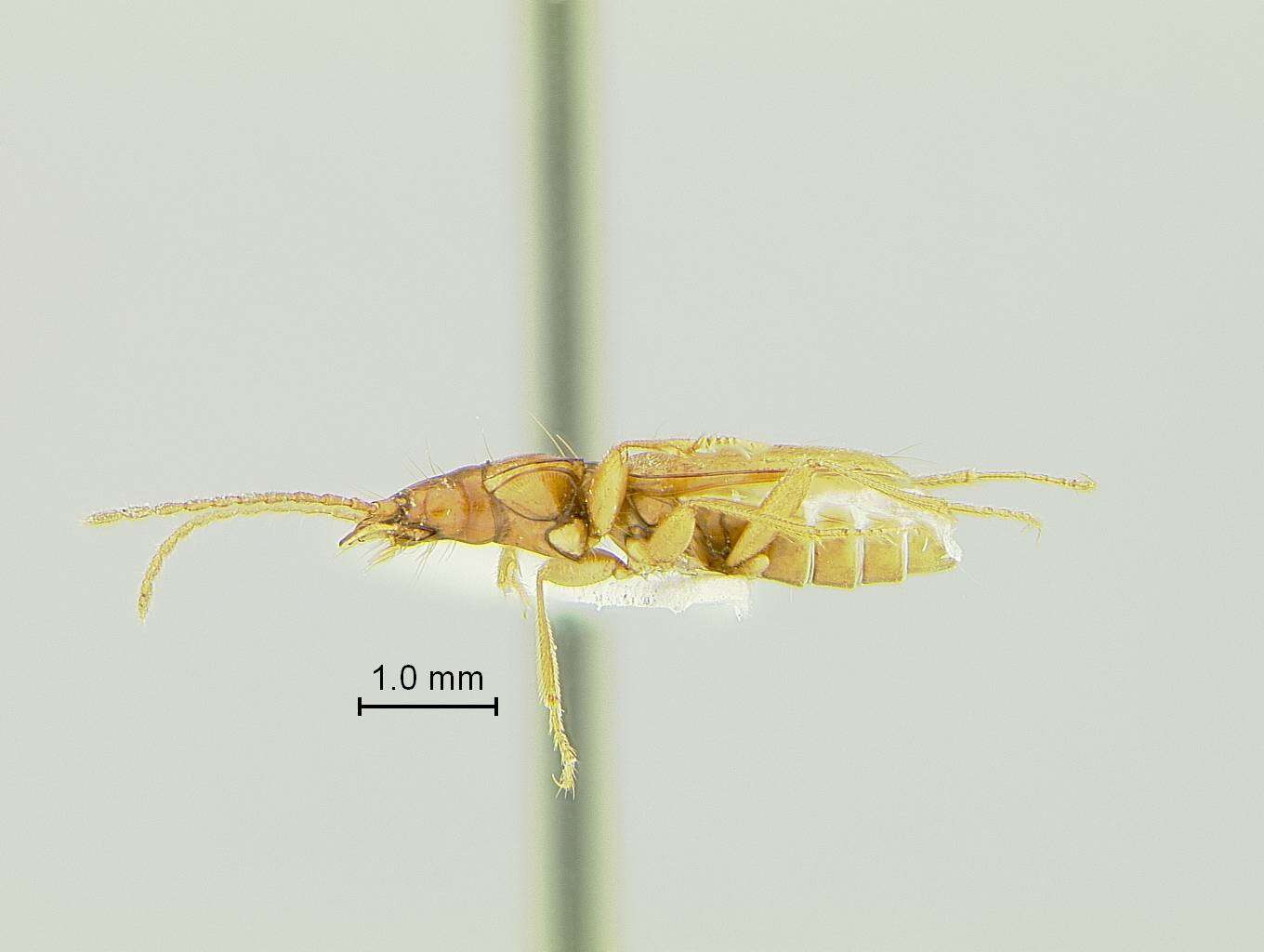 Image of Pseudanophthalmus hadenoecus Barr 1965