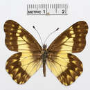 Image of Catasticta sinapina Butler 1896