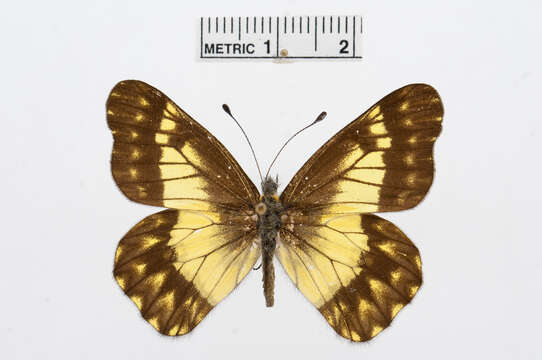 Image of Catasticta sinapina Butler 1896