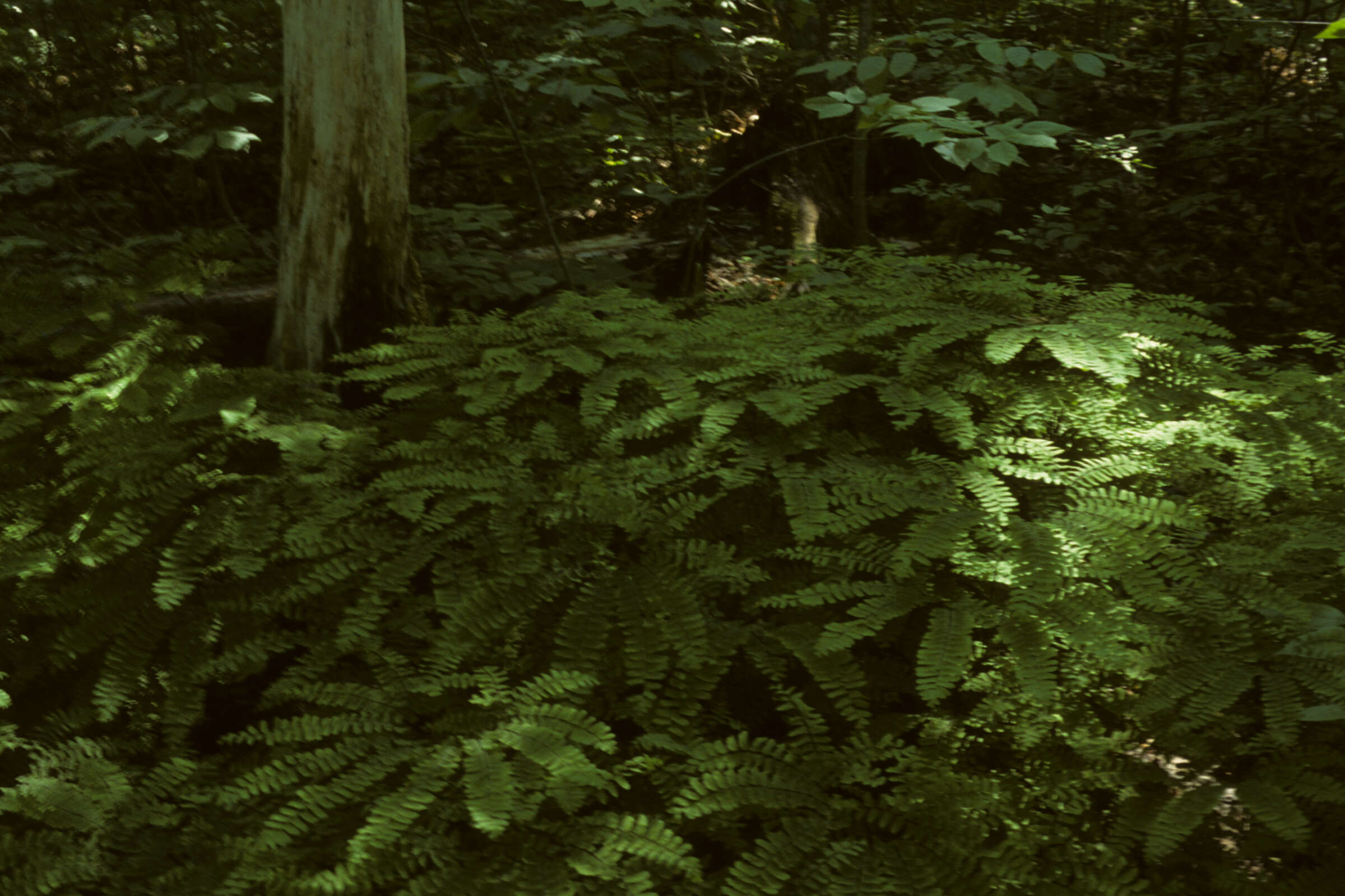 Image of Northern maidenhair fern