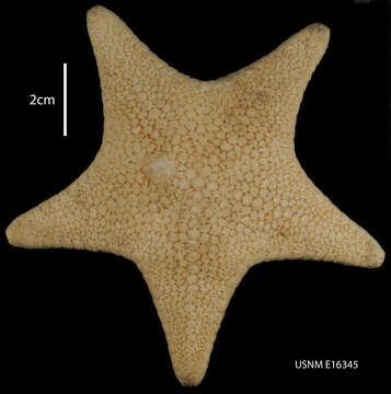 Image of Diplodontias miliaris (Gray 1847)