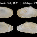 Image of Macoploma limula (Dall 1895)