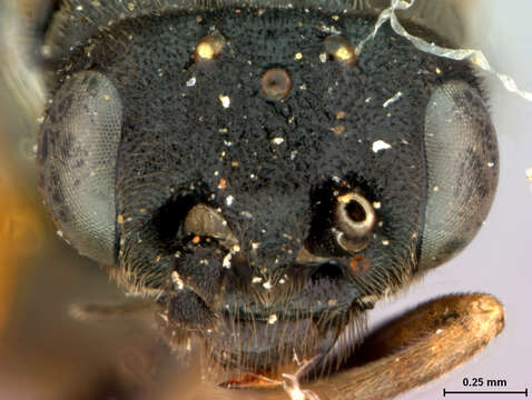 Image of Pristiphora nigella (Forster 1854)