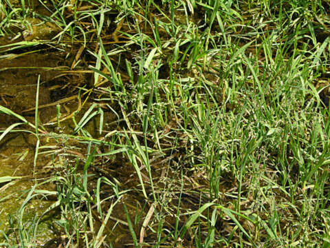 Image of whorlgrass