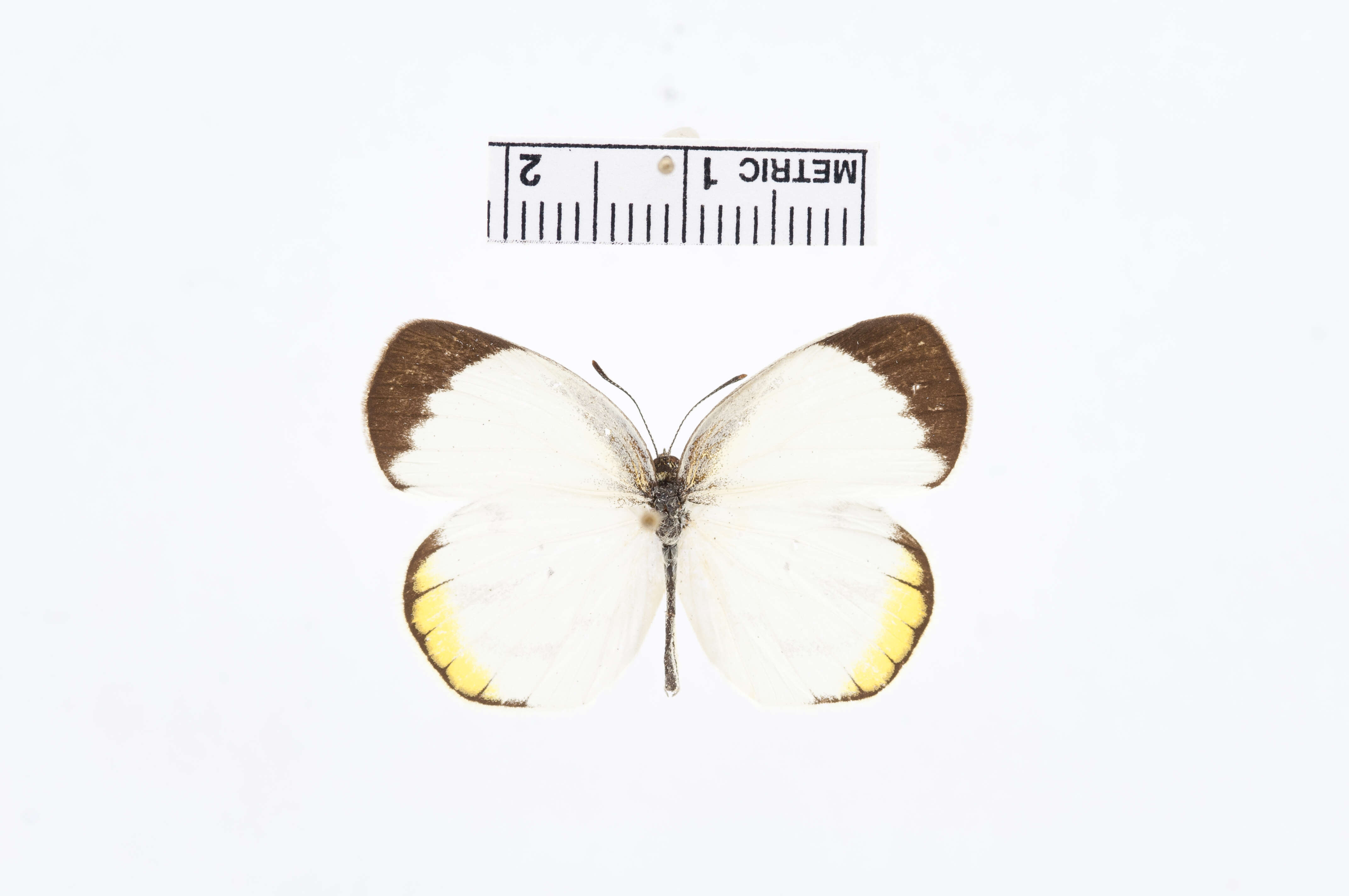 Image de Eurema phiale (Cramer (1775))