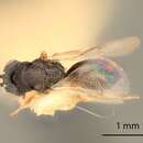 Image of Eurytoma penuria Bugbee 1973