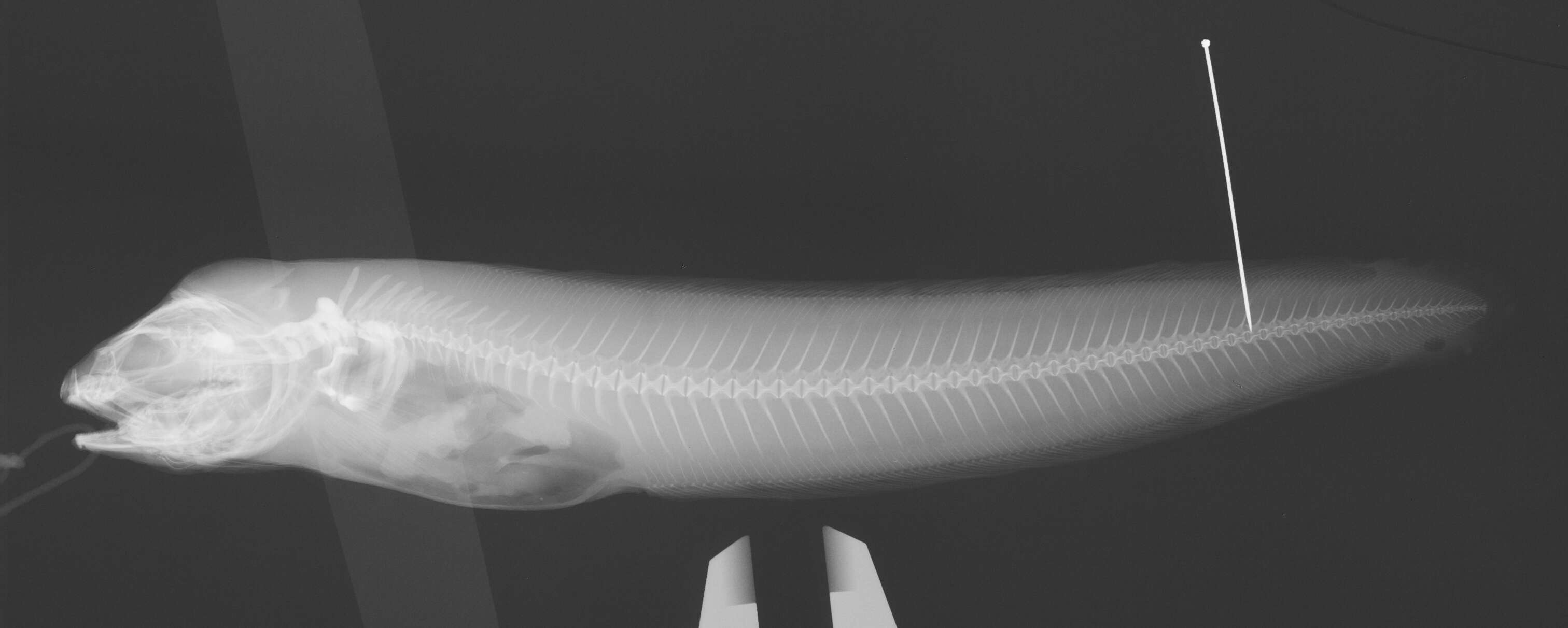 Image of Crested Cusk-eel