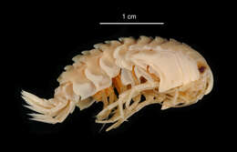 Image of Epimeria (Hoplepimeria) rimicarinata Watling & Holman 1980