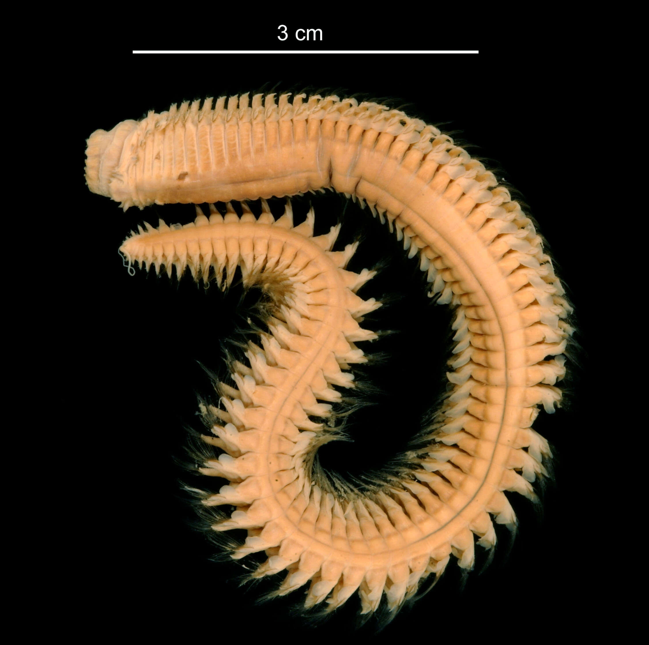 Image of Aglaophamus ornatus Hartman 1967