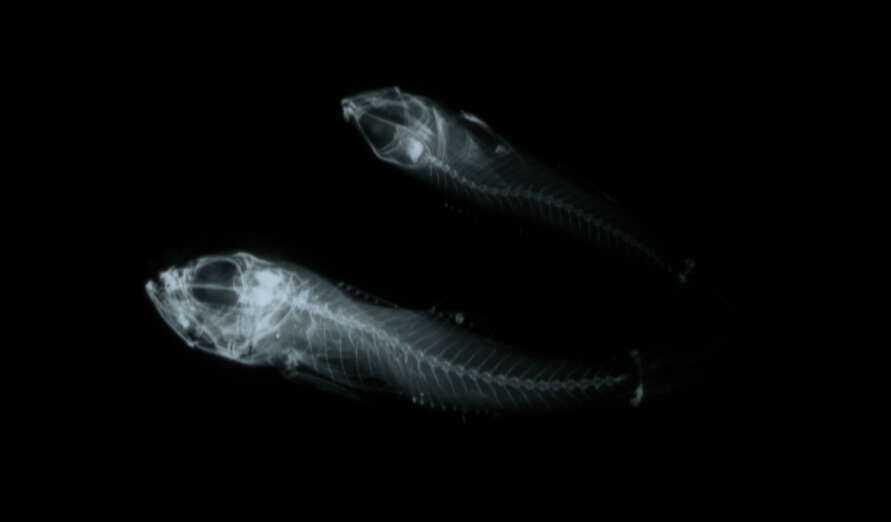 Image of Caesiura dwarfgoby