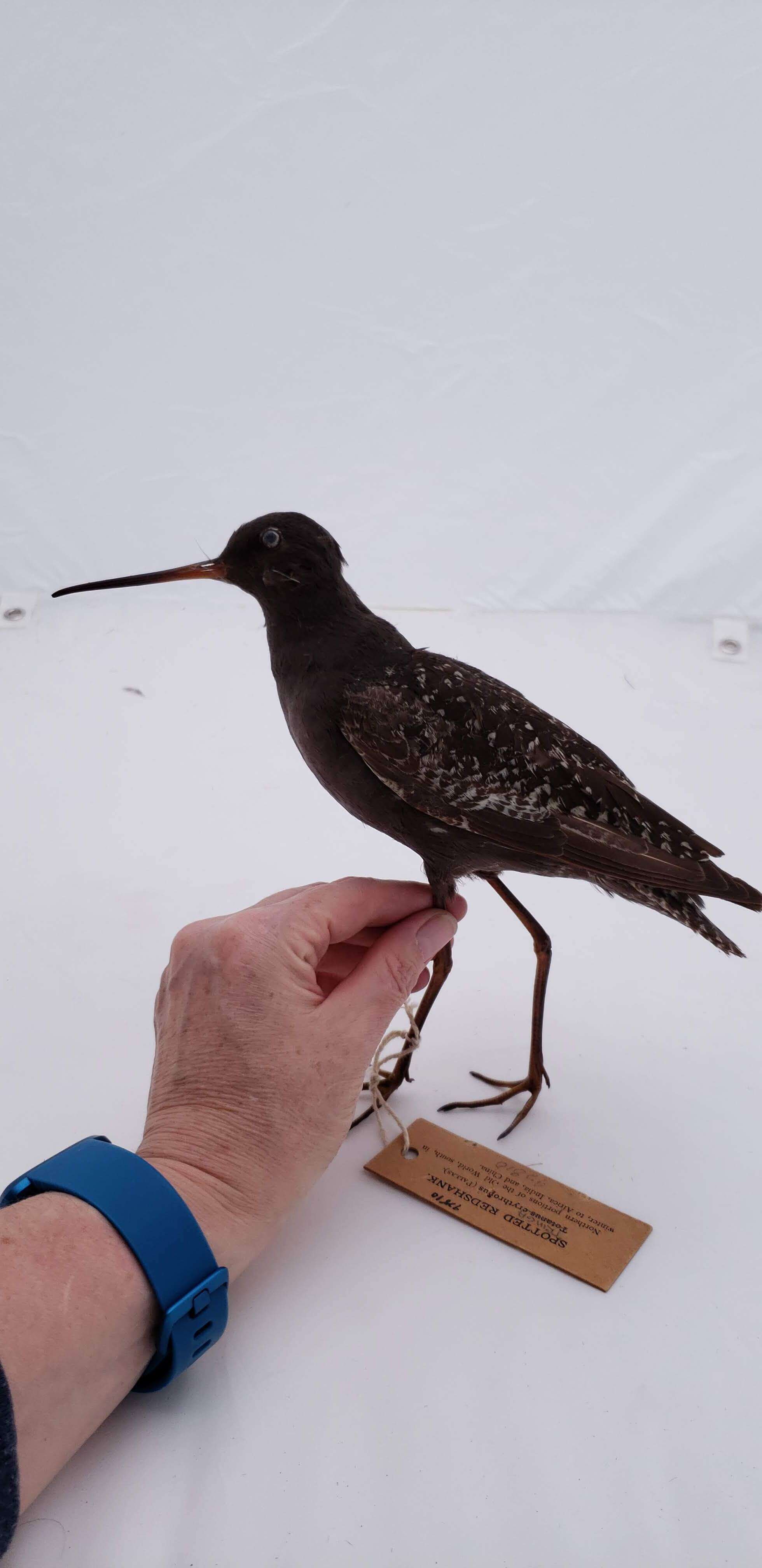 Image of Spotted Redshank