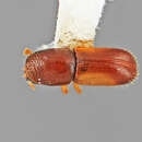 Image of Pityophthorus minimus Wood 2007