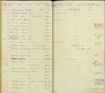 Image of Otus asio mccalli (Cassin 1854)