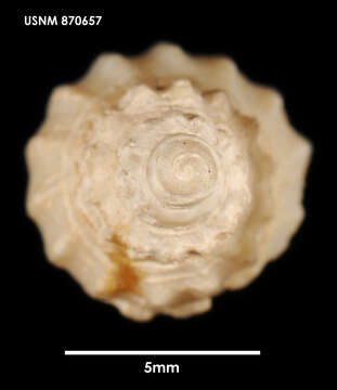 Image of Cominella alertae (Dell 1956)