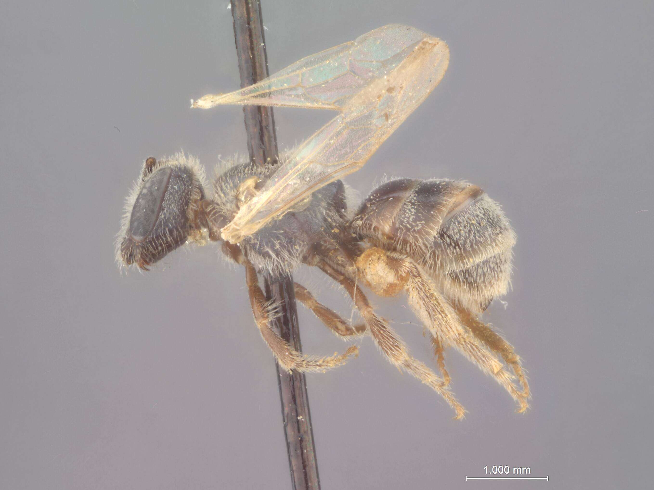 Image of Halictus