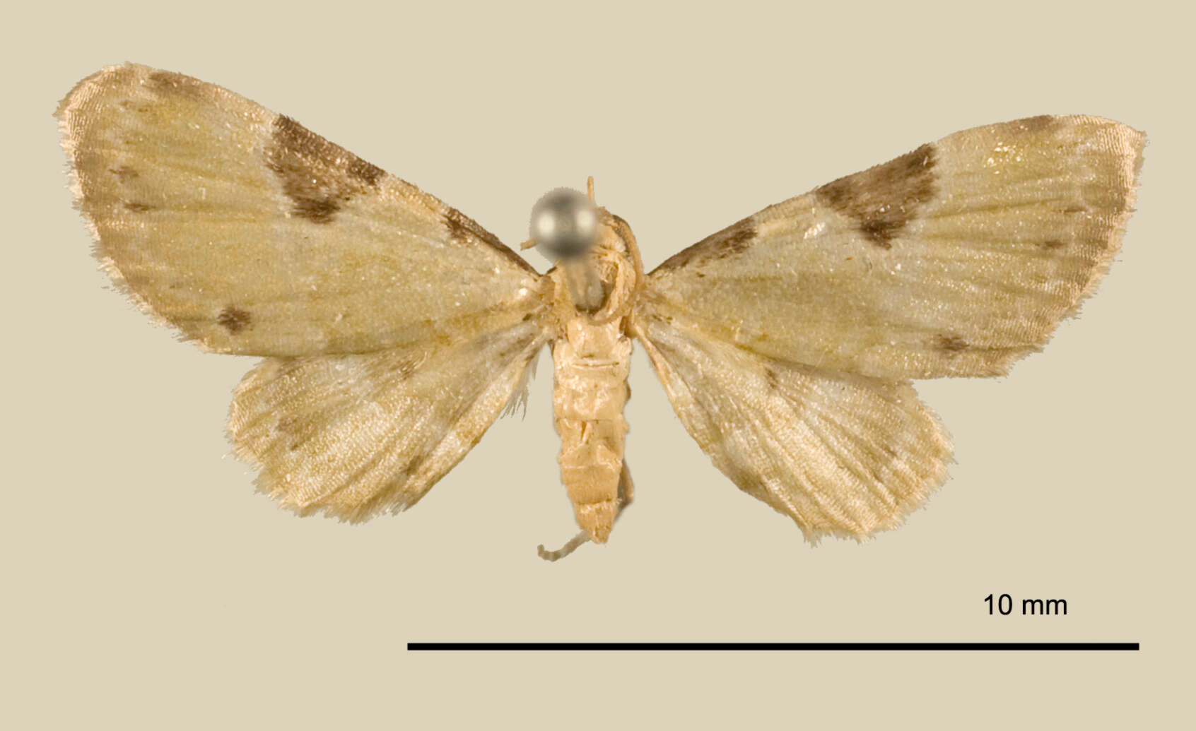 Imagem de Eupithecia tenera Schaus 1913