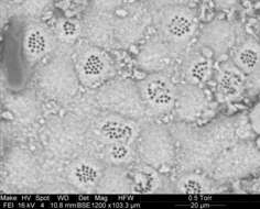 Imagem de Cytheromorpha curta Edwards 1944