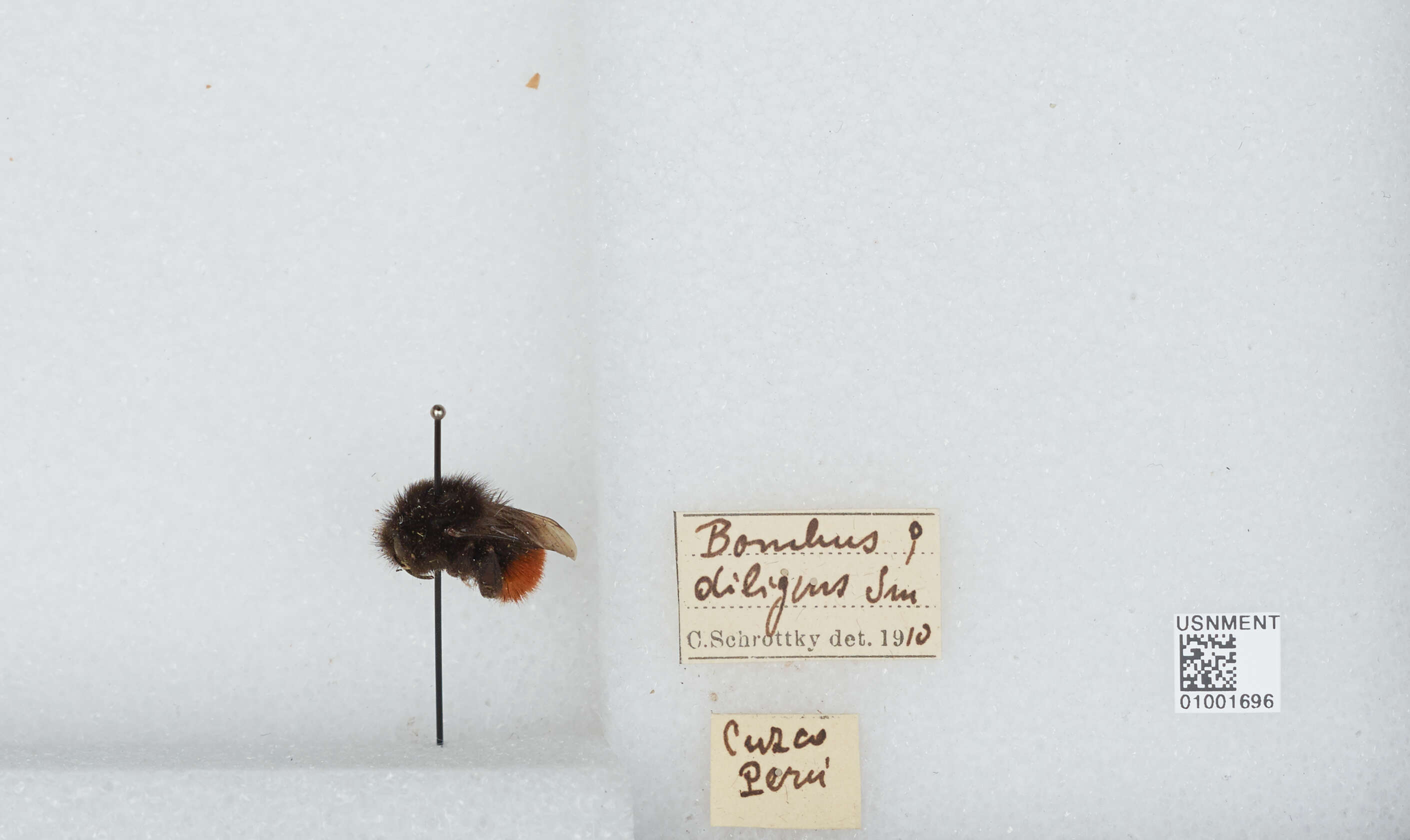 Image of Bombus coccineus Friese 1903