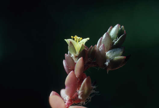 Image of Dwarf purslane