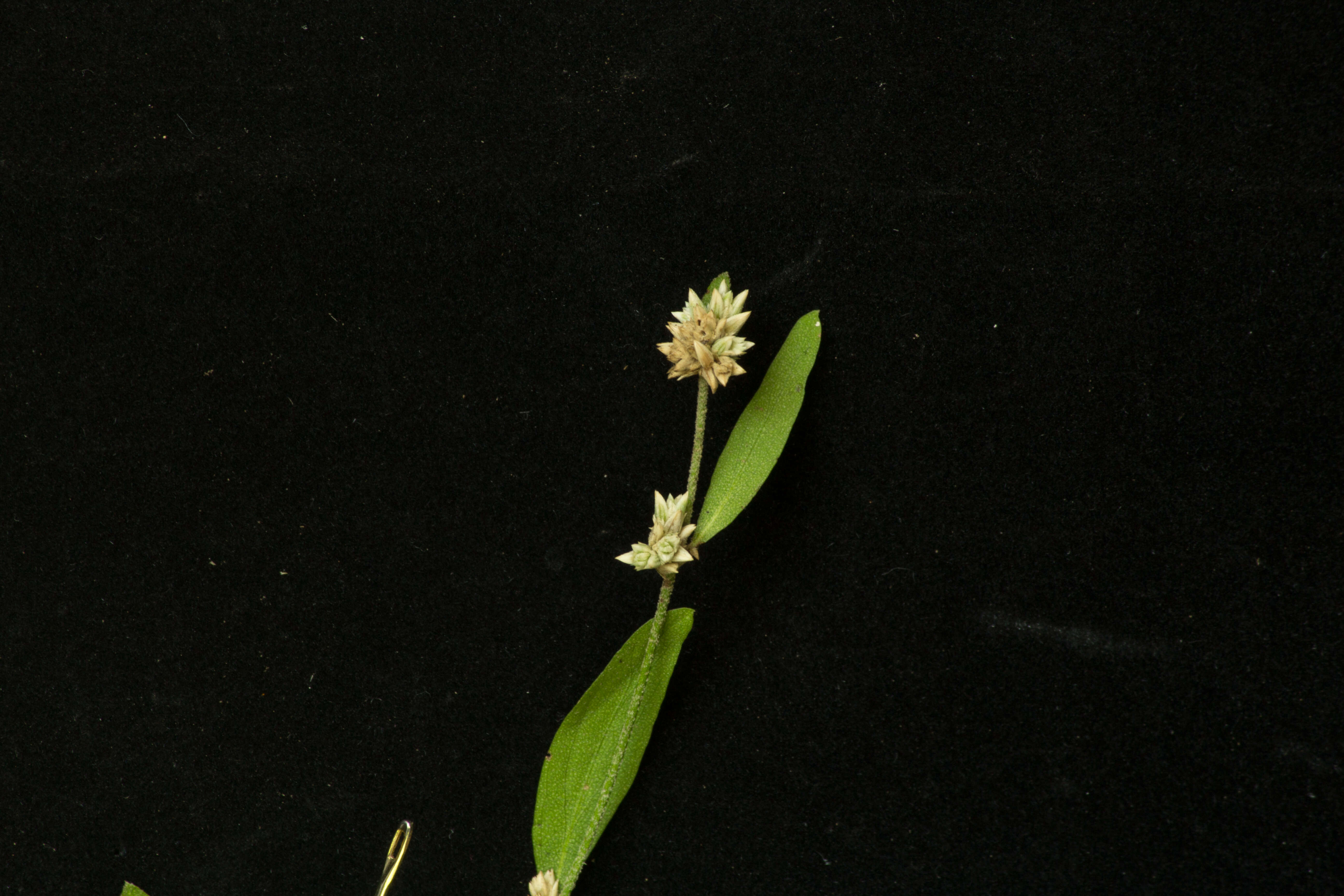 Image of sessile joyweed