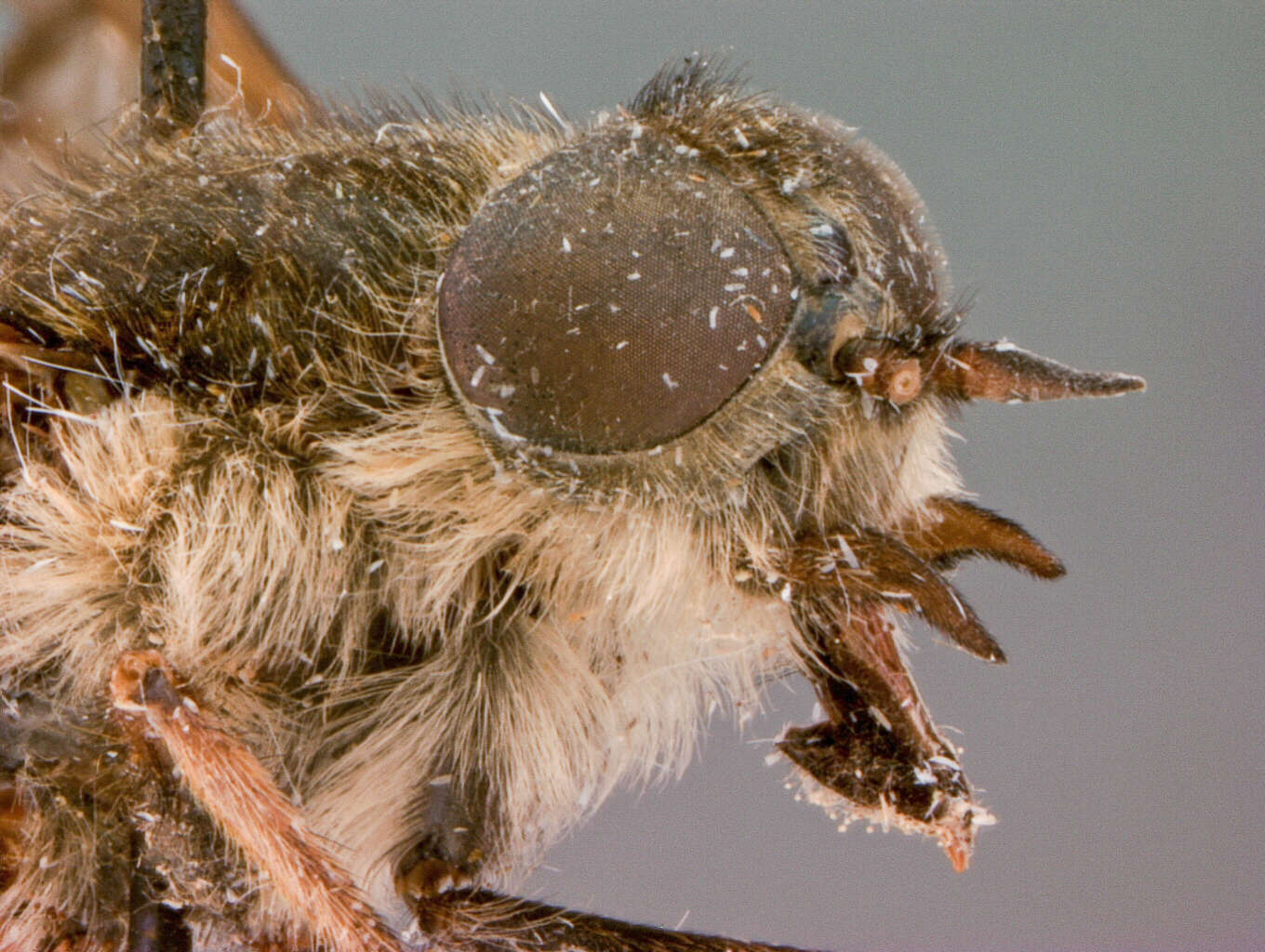 Image of <i>Hybomitra nola</i> Philip