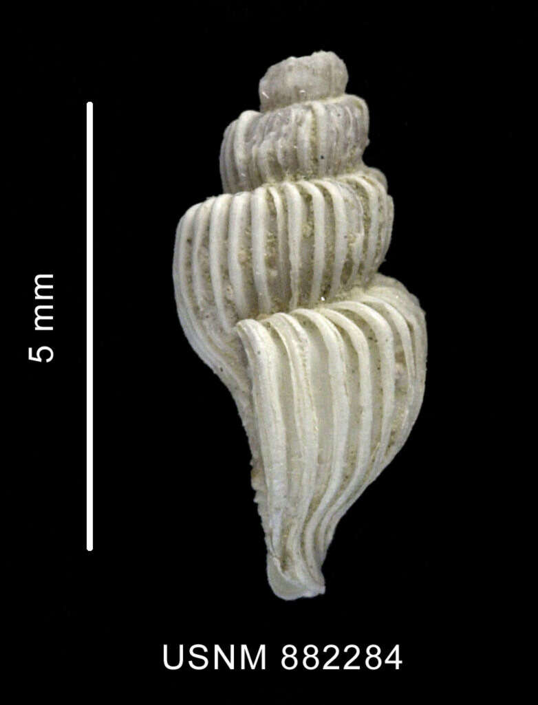 Sivun Trophon minutus Melvill & Standen 1907 kuva